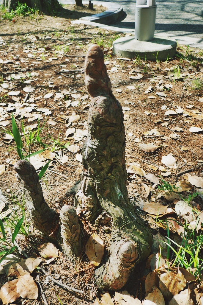 気根 (1)