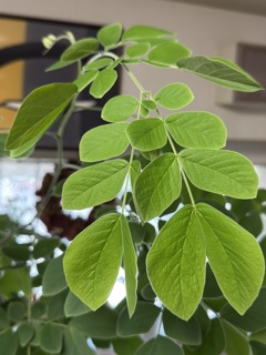 この木なんの木の葉
