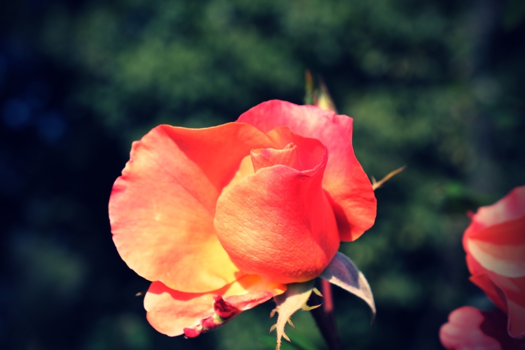 DSCF3197