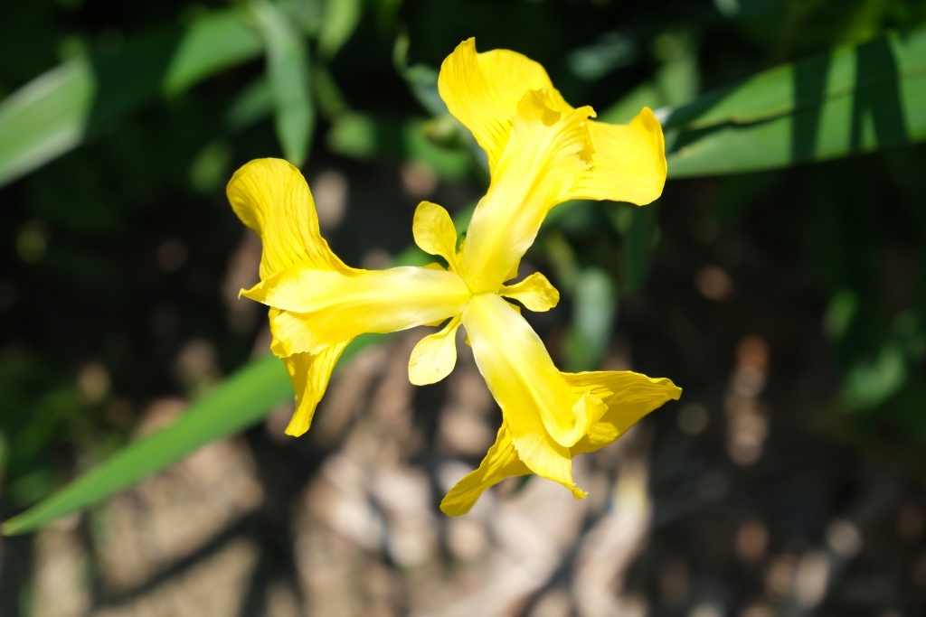 DSCF1487