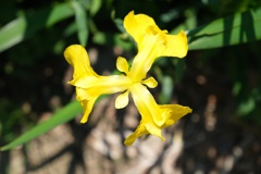 DSCF1487