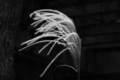 P1110093