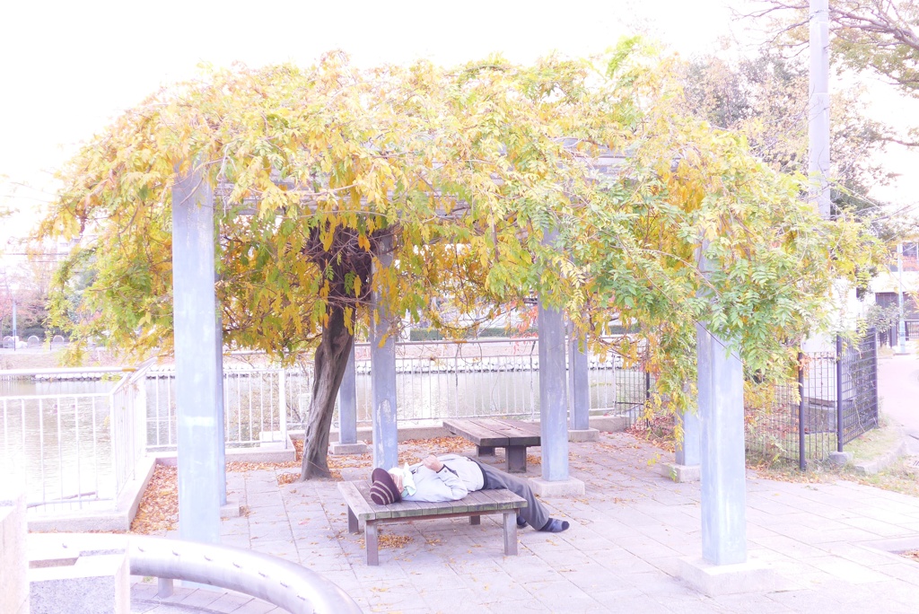 いろんな紅葉の楽しみかた