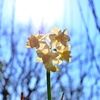 DSCF3747