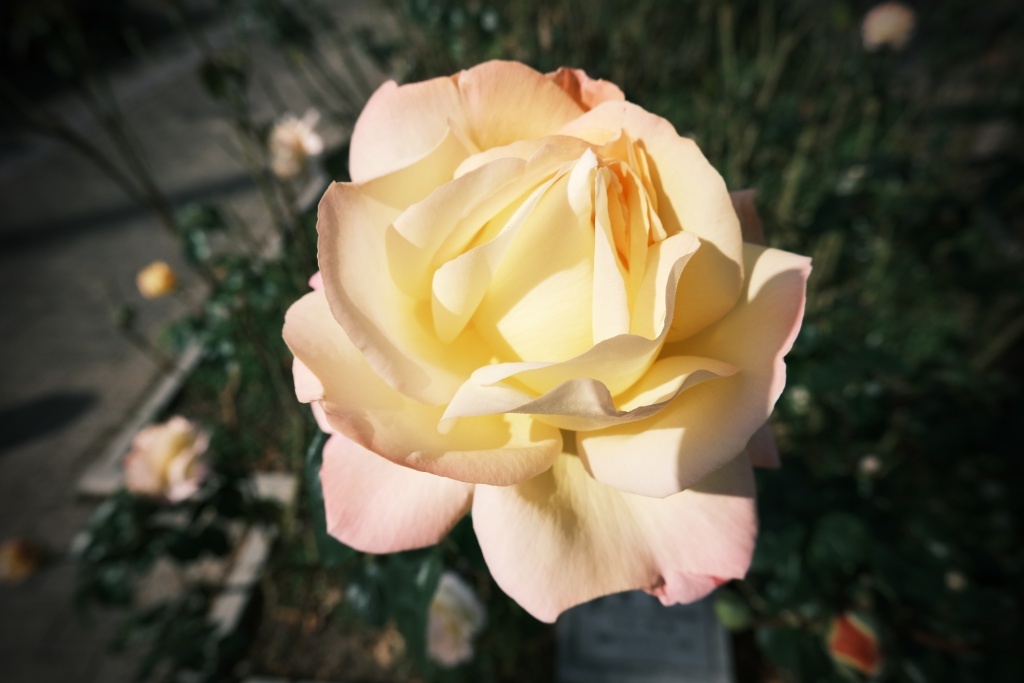 DSCF3025