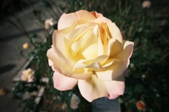 DSCF3025