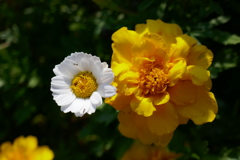 P1010550