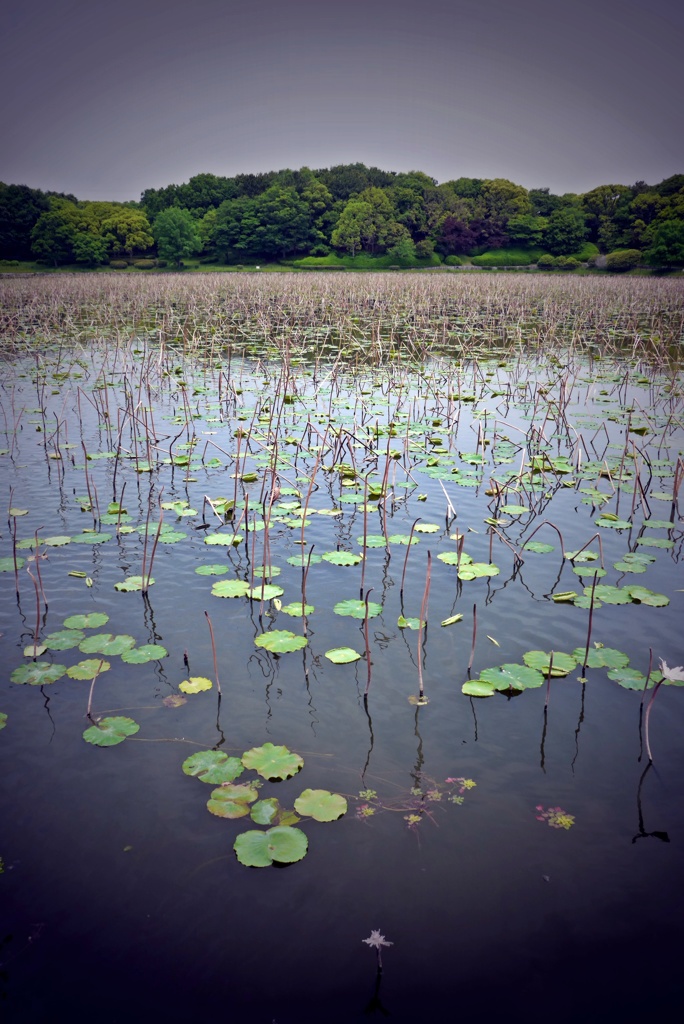 蓮池