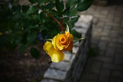P1300781