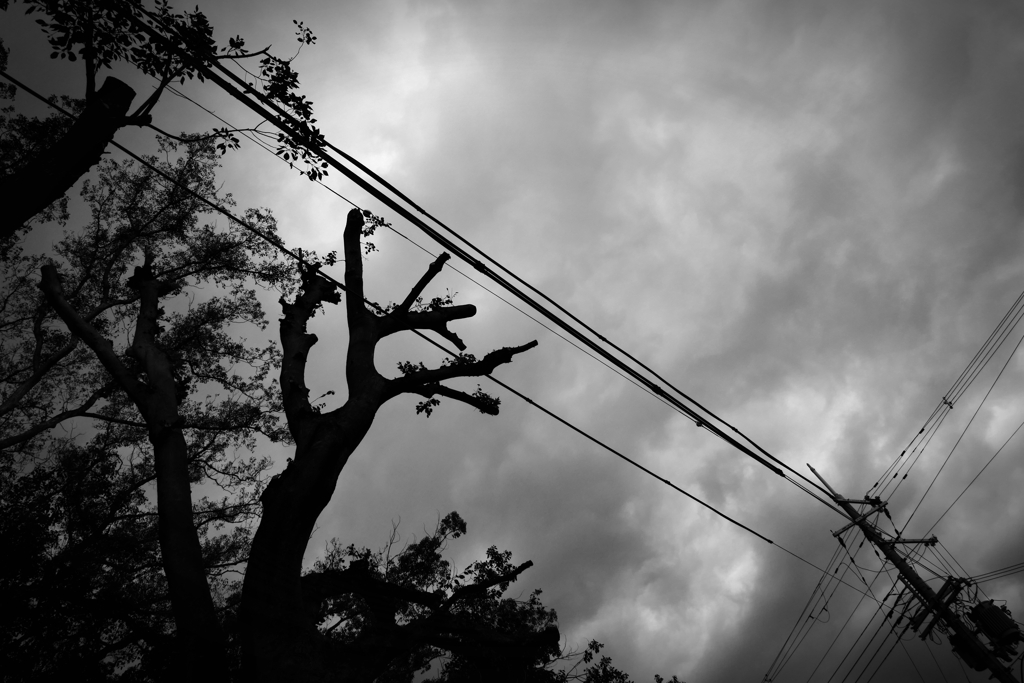 電線にかかる木・危ない！