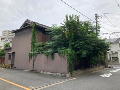 飲み込む緑