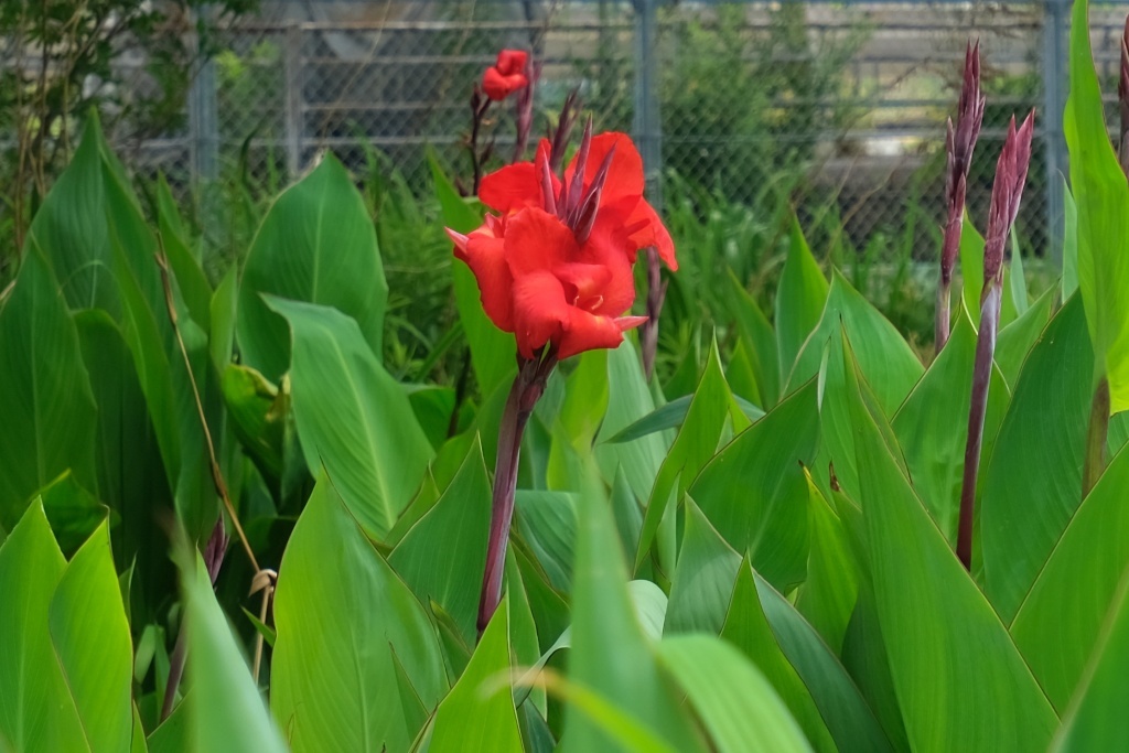 DSCF1753