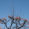 DSCF3772
