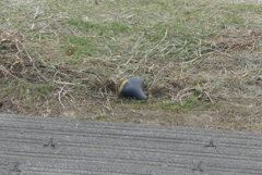 主に捨てられる