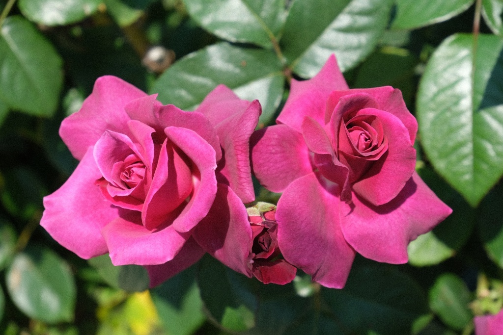 DSCF1657
