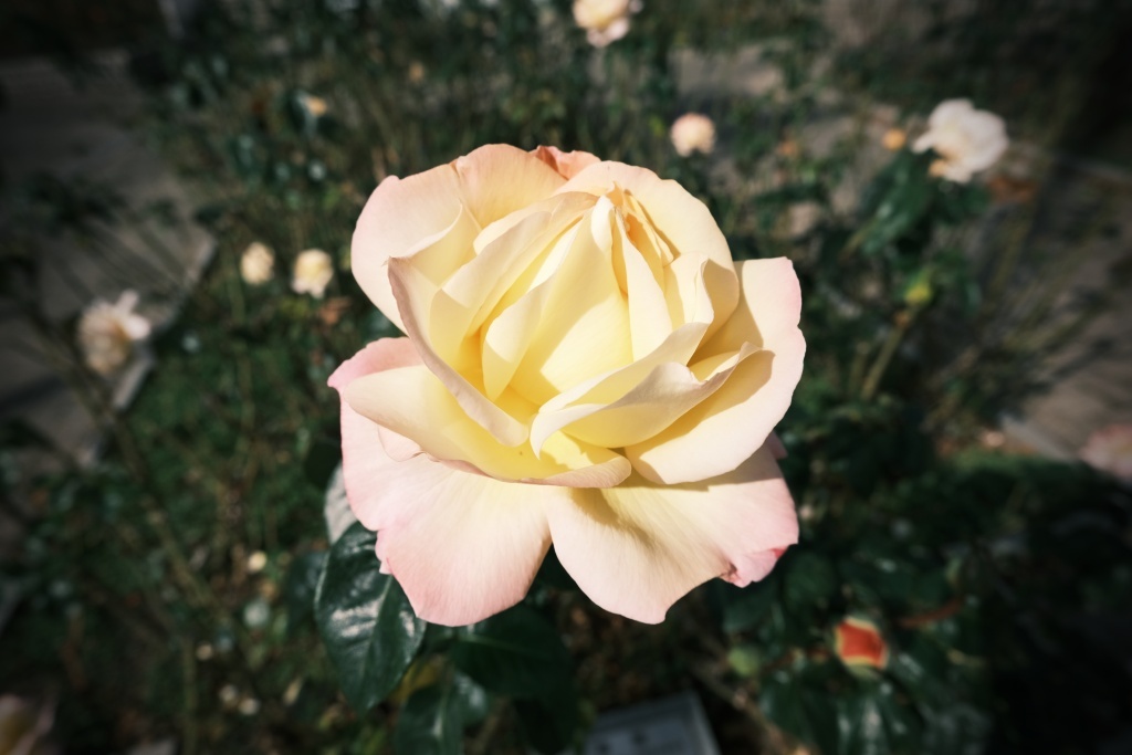 DSCF3024