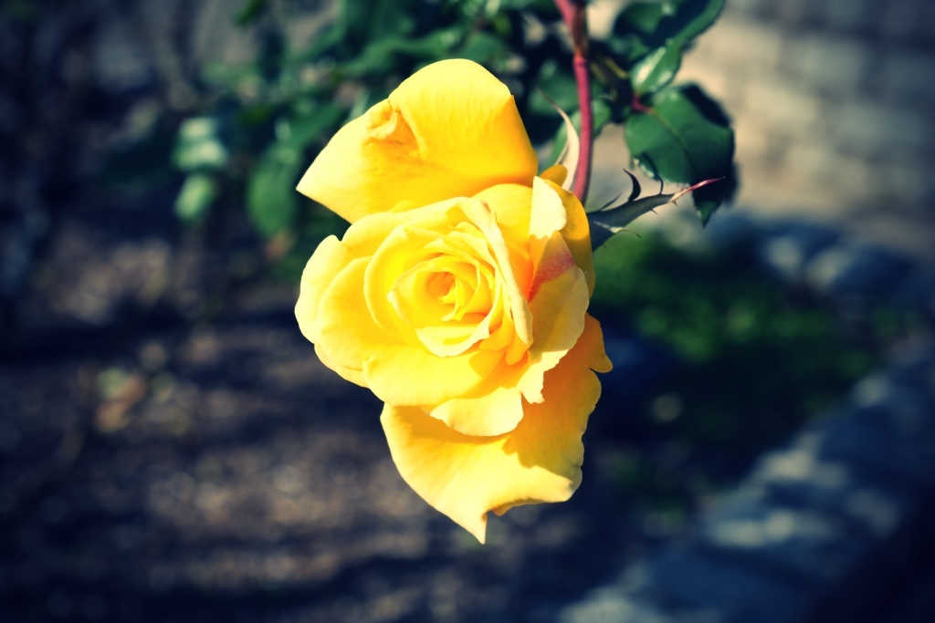 DSCF3198