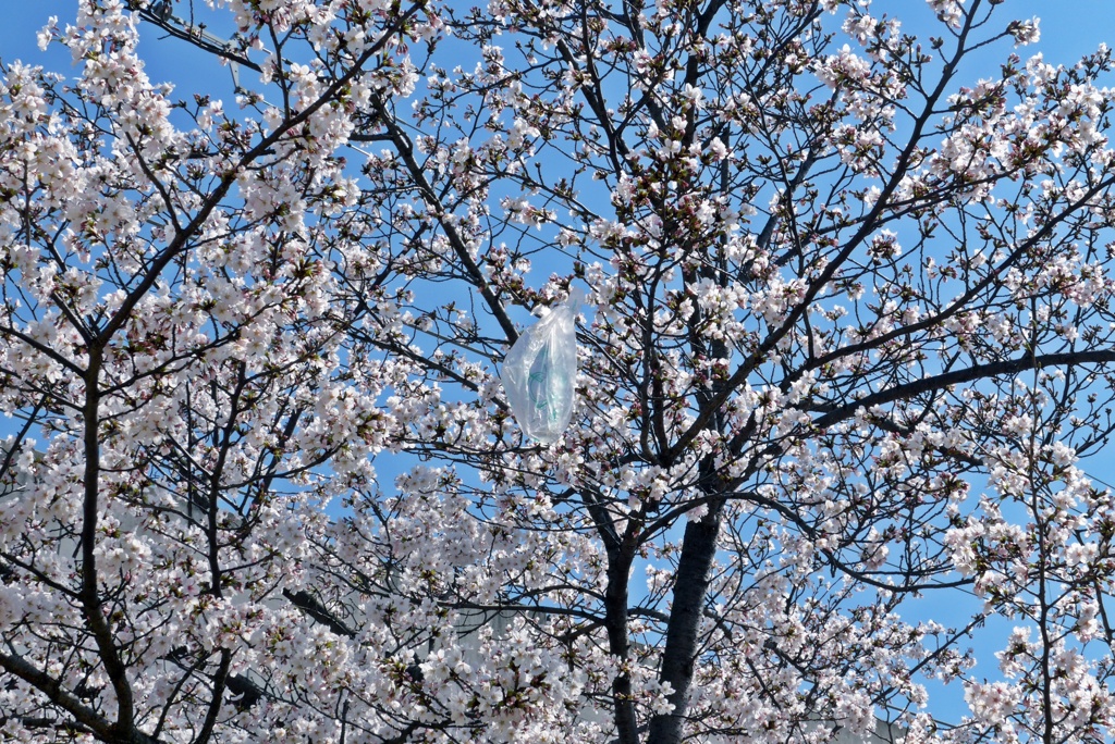 レジ袋