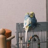 DSCF3611