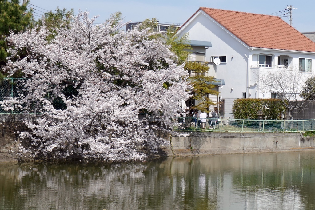 おうちお花見