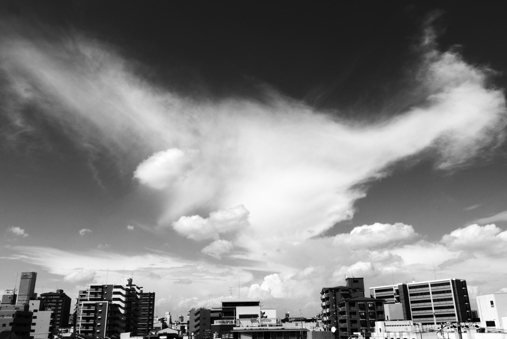 くも