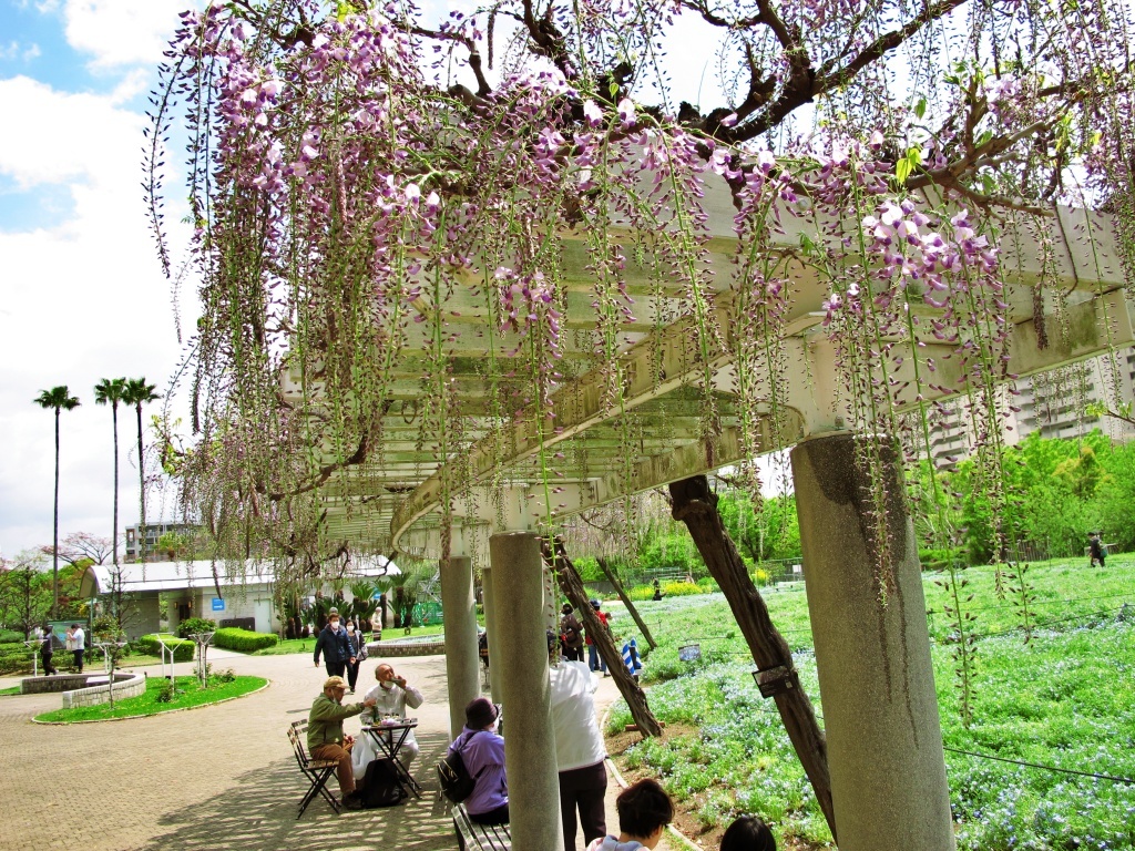 4月８日長居植物園