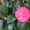 DSCF4676