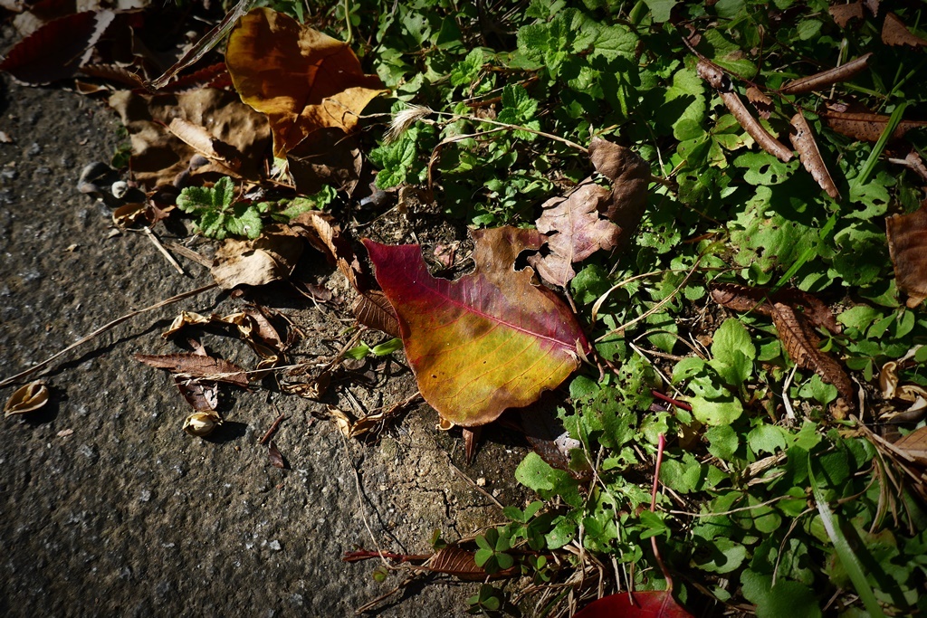 P1160559