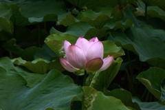 P1110974