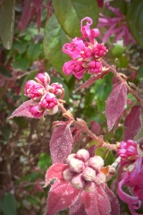 蕾から開花へと
