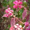 蕾から開花へと