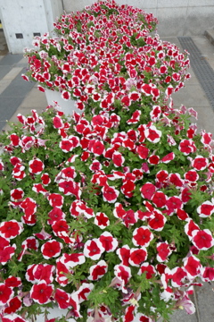 P1010225