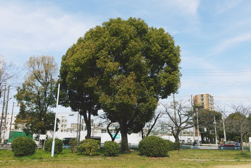 ブロッコりー