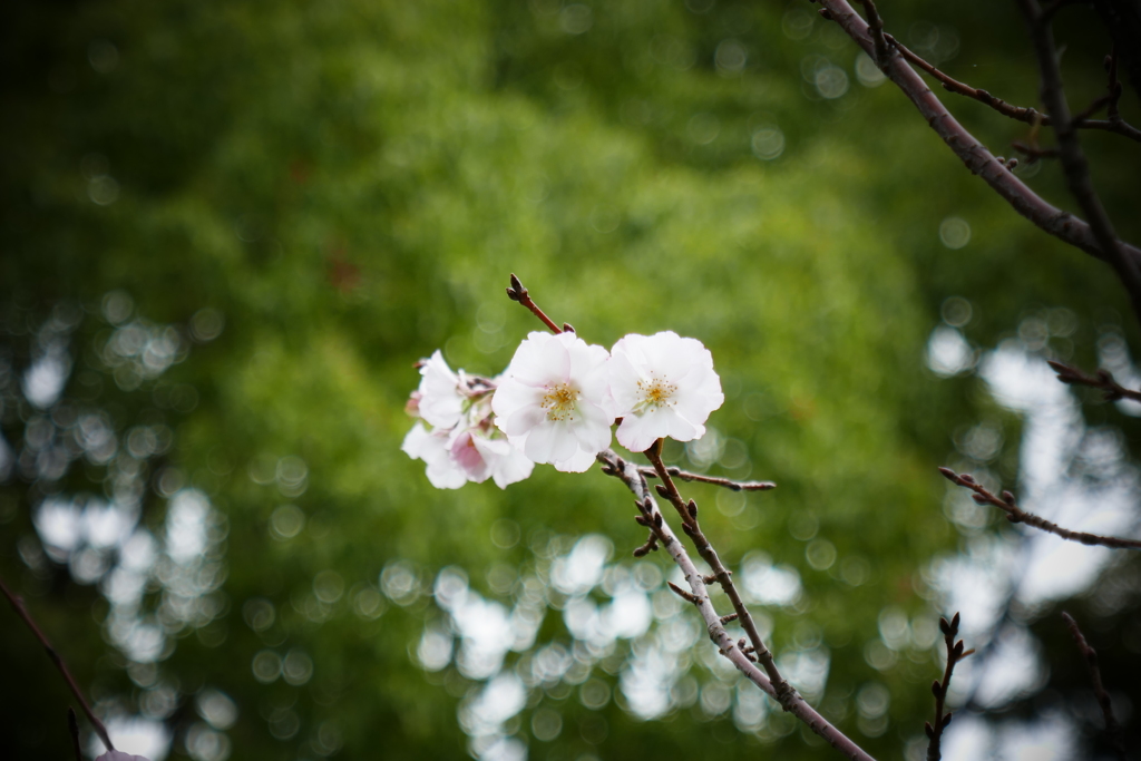 大阪　桜咲いてます (2)