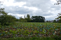 P1050245
