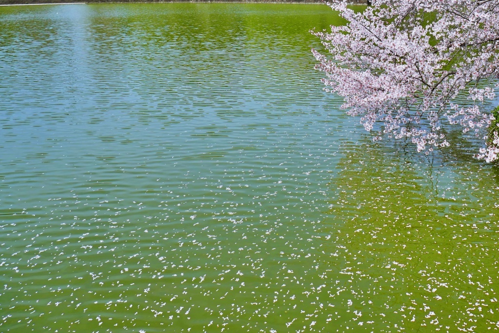 散る桜　残る桜