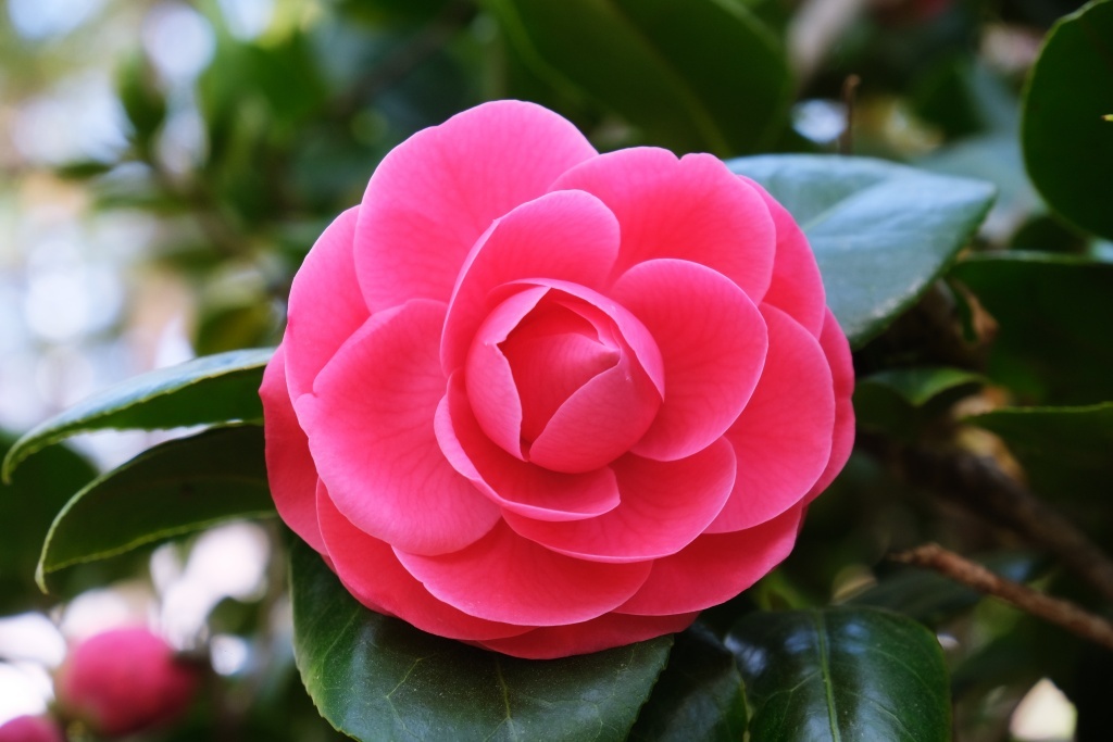 DSCF4673