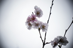 大阪　桜咲いてます (3)