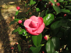 IMG_1 (6)