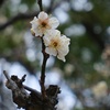 DSCF3921