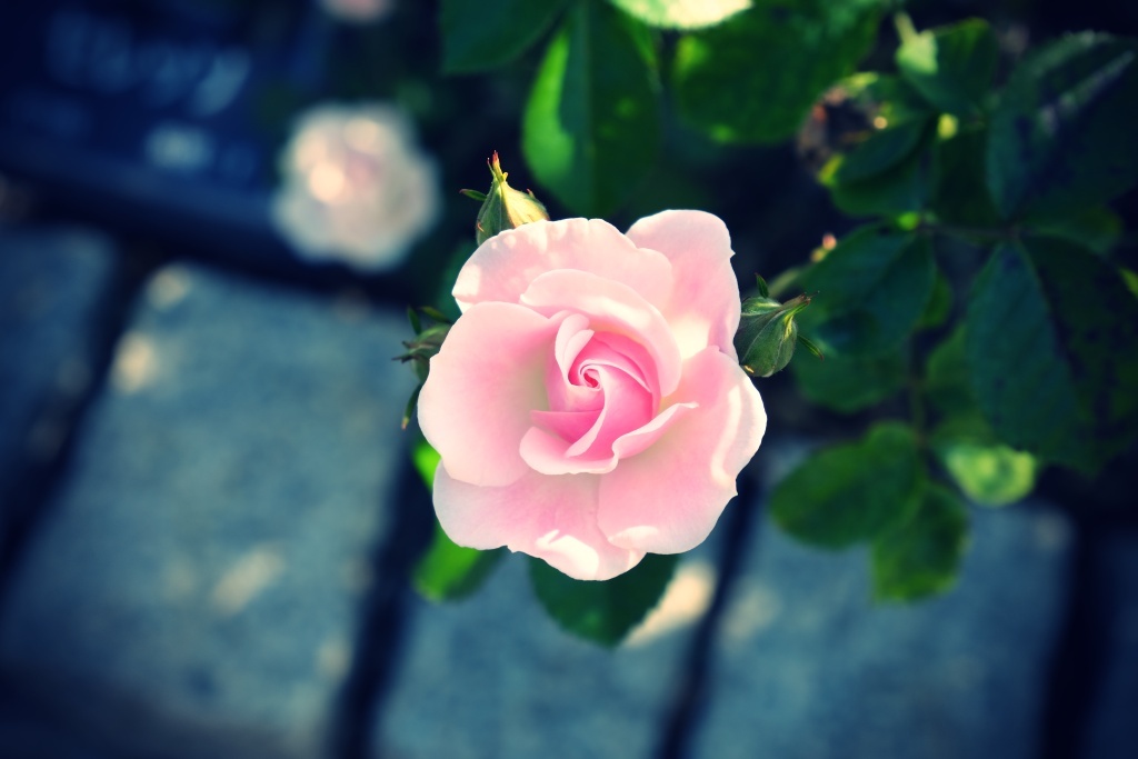 DSCF3185