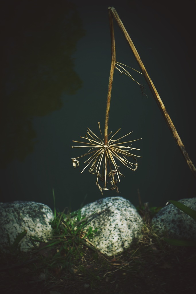 線香花火