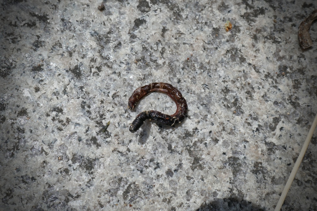 ミミズ～なカリントウ