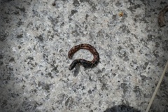 ミミズ～なカリントウ