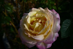 P1300357