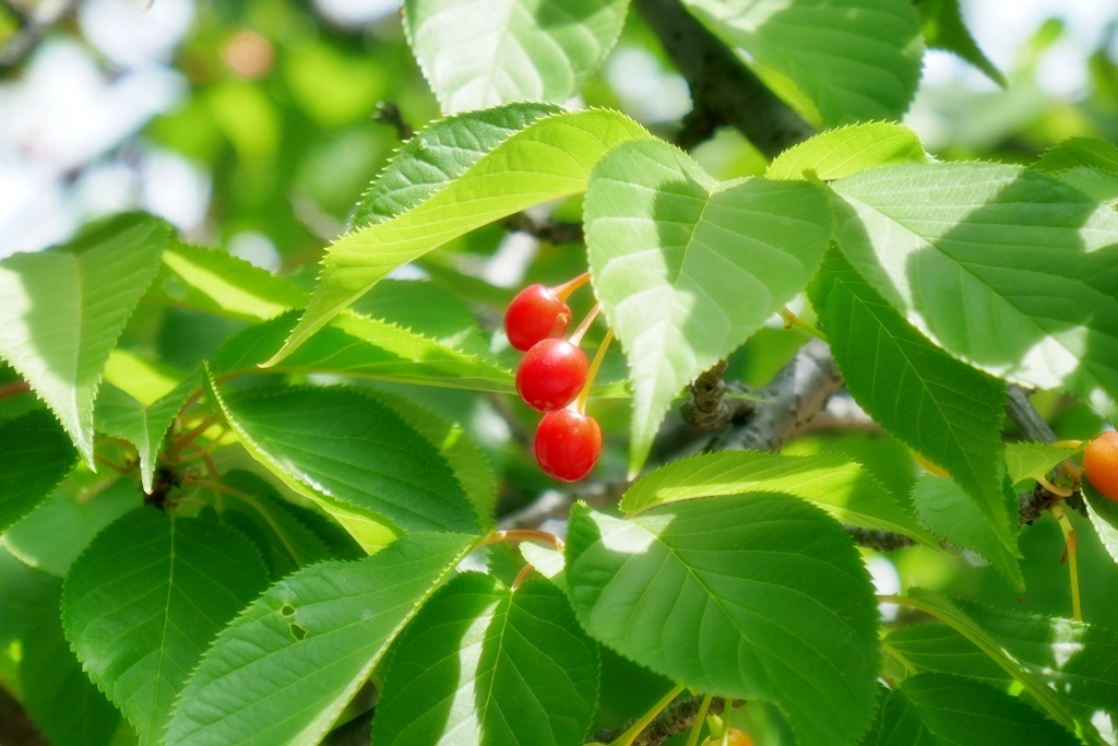 P1200990