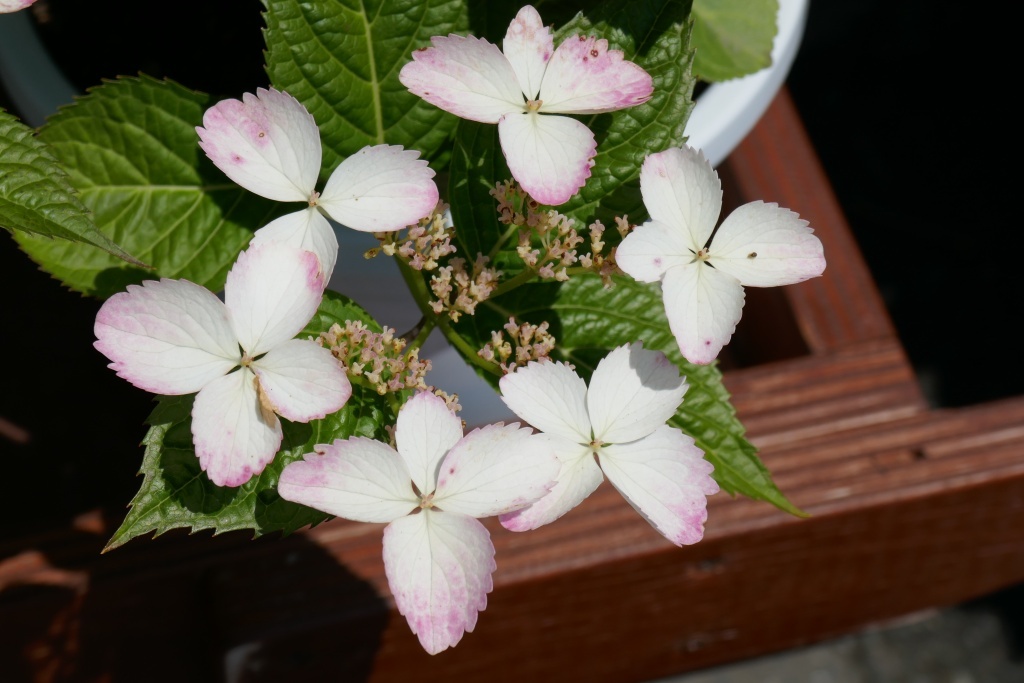 P1280810