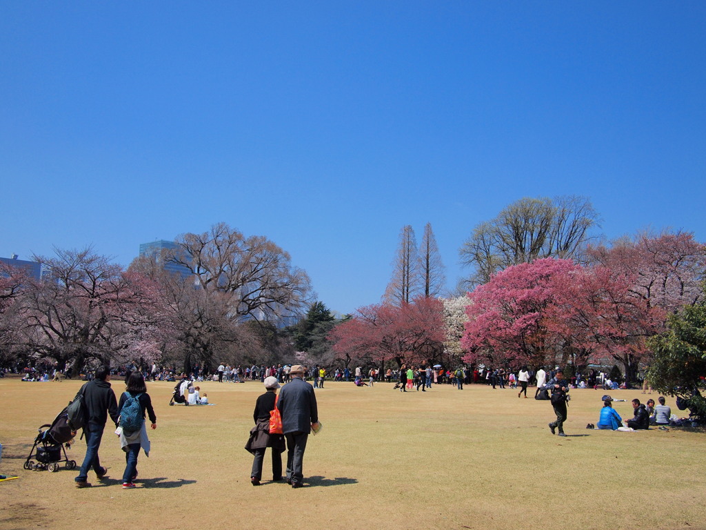 「お花見日和」