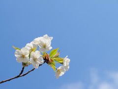 SAKURA