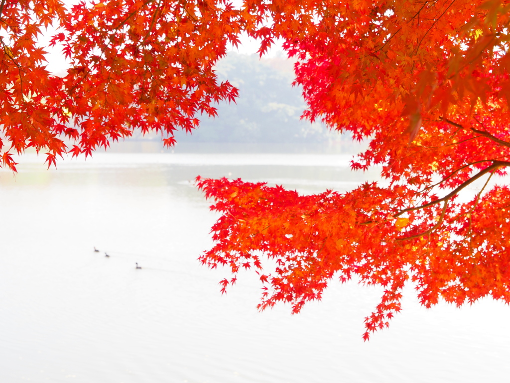 関東地方最後の紅葉